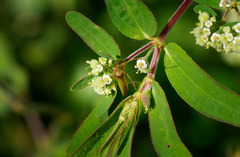 Creontiades rubrinervis