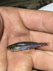 Rhadinocentrus ornatus