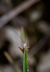 Conocephalus gracillimus