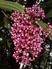 Medinilla speciosa