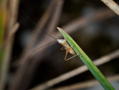 Conocephalus gracillimus