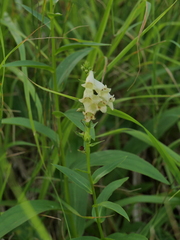 Digitalis lutea