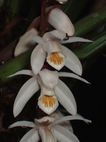 Rhabdobulbon Orchid