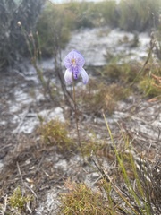 Disa purpurascens