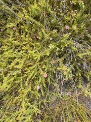 Diastella divaricata divaricata
