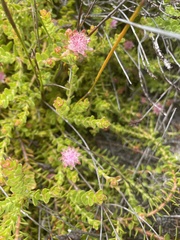 Diastella divaricata divaricata