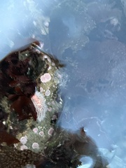 Aeolidia
