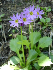 Primula cuneifolia