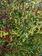 Lonicera