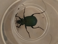 Calosoma schayeri