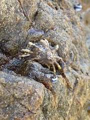 Siphonaria australis