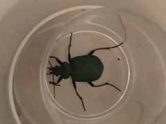 Calosoma schayeri