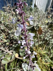 Plectranthus ciliatus