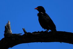 Bubalornis niger niger