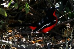 Laniarius atrococcineus