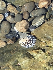 Cellana radians