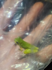 Litoria cooloolensis