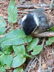 Poecile sclateri