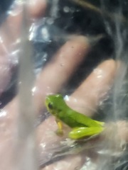 Litoria cooloolensis