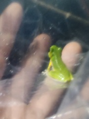 Litoria cooloolensis