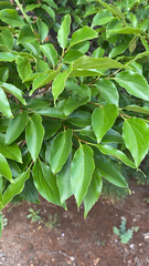 Celtis sinensis