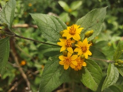 Lasianthaea ceanothifolia