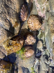 Cellana denticulata