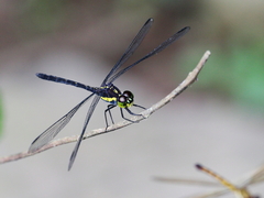 Agrionoptera longitudinalis biserialis