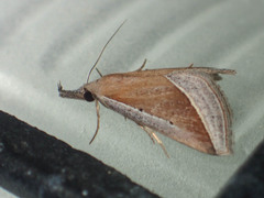 Hypena conscitalis