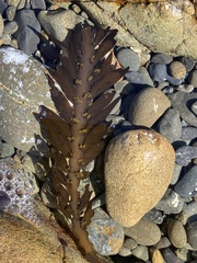 Carpophyllum maschalocarpum