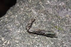 Prionailurus bengalensis