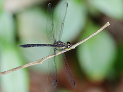 Agrionoptera longitudinalis biserialis