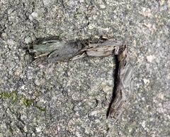 Prionailurus bengalensis