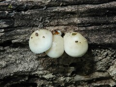 Oudemansiella australis