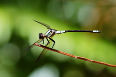 Diphlebia euphoeoides