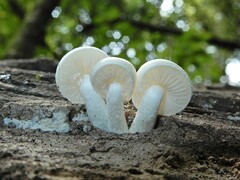 Oudemansiella australis