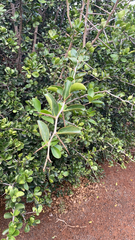 Magnoliopsida