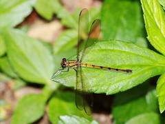 Diphlebia euphoeoides