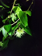 Syzygium australe