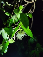 Syzygium australe