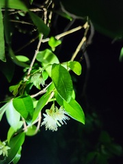 Syzygium australe