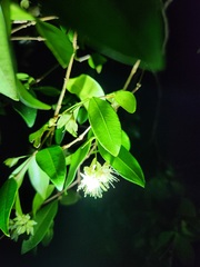 Syzygium australe