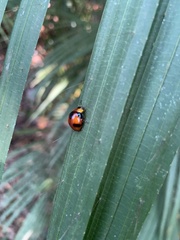 Callidemum discorufum