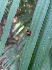 Callidemum discorufum