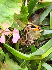 Philoliche aethiopica