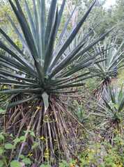 Agave fourcroydes