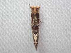 Moerarchis inconcisella