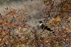 Turdus torquatus amicorum