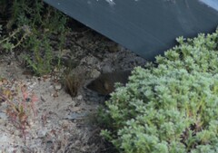 Herpestes pulverulentus