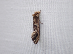 Moerarchis inconcisella